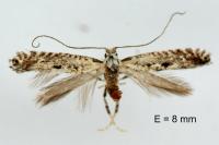 Parornix scoticella