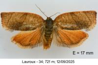 Cacoecimorpha pronubana