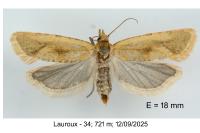 Cochylimorpha meridiana
