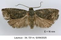 Cydia splendana