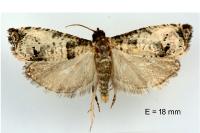 Notocelia mediterranea