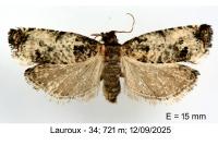 Notocelia mediterranea