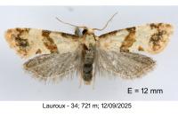 Phalonidia contractana