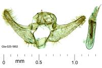 Phalonidia contractana
