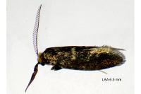 Incurvaria pectinea