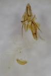 Endothenia marginana