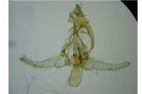 Gynnidomorpha rubricana
