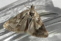 Cnephasia