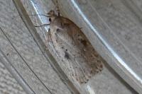 Agonopterix yeatiana