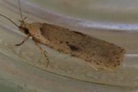 Agonopterix yeatiana