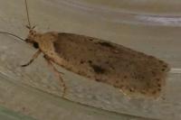 Agonopterix yeatiana