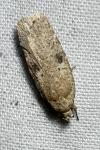 Agonopterix propinquella