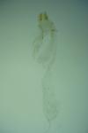 Hellinsia osteodactyla