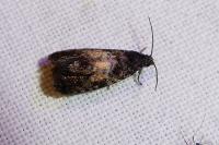 Endothenia nigricostana