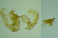 Endothenia nigricostana