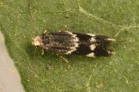 Elachista stabilella