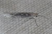 Plutella xylostella