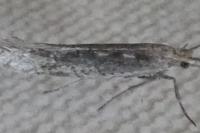 Plutella xylostella