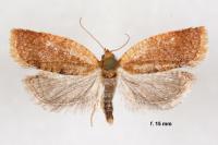 Clepsis consimilana