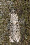 Diurnea fagella