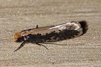 Monopis crocicapitella