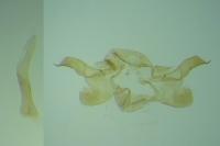 Apodia bifractella