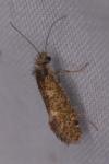 Dyseriocrania subpurpurella