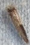 Dyseriocrania subpurpurella