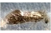 Dyseriocrania subpurpurella