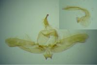 Platyptilia gonodactyla