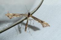 Platyptilia gonodactyla