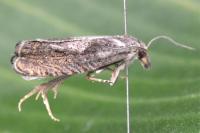 Dichrorampha simpliciana