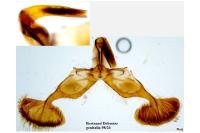 Dichrorampha simpliciana