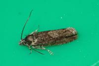 Pammene giganteana
