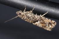 Epinotia immundana