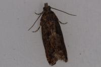 Epinotia immundana