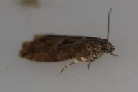Epinotia immundana