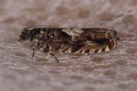 Pammene argyrana