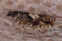 Pammene argyrana
