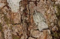 Acleris literana