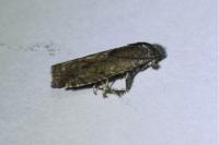 Pammene giganteana