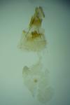 Celypha lacunana