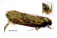 Depressaria albipunctella