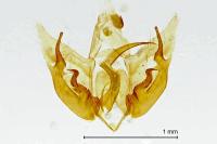 Depressaria albipunctella