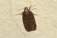 Depressaria albipunctella