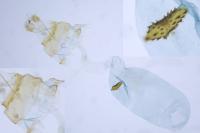 Depressaria albipunctella