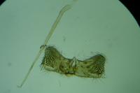 Tinagma ocnerostomella