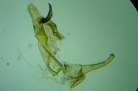 Megacraspedus lanceolellus