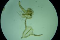 Megacraspedus lanceolellus