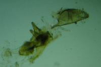 Bucculatrix ulmella